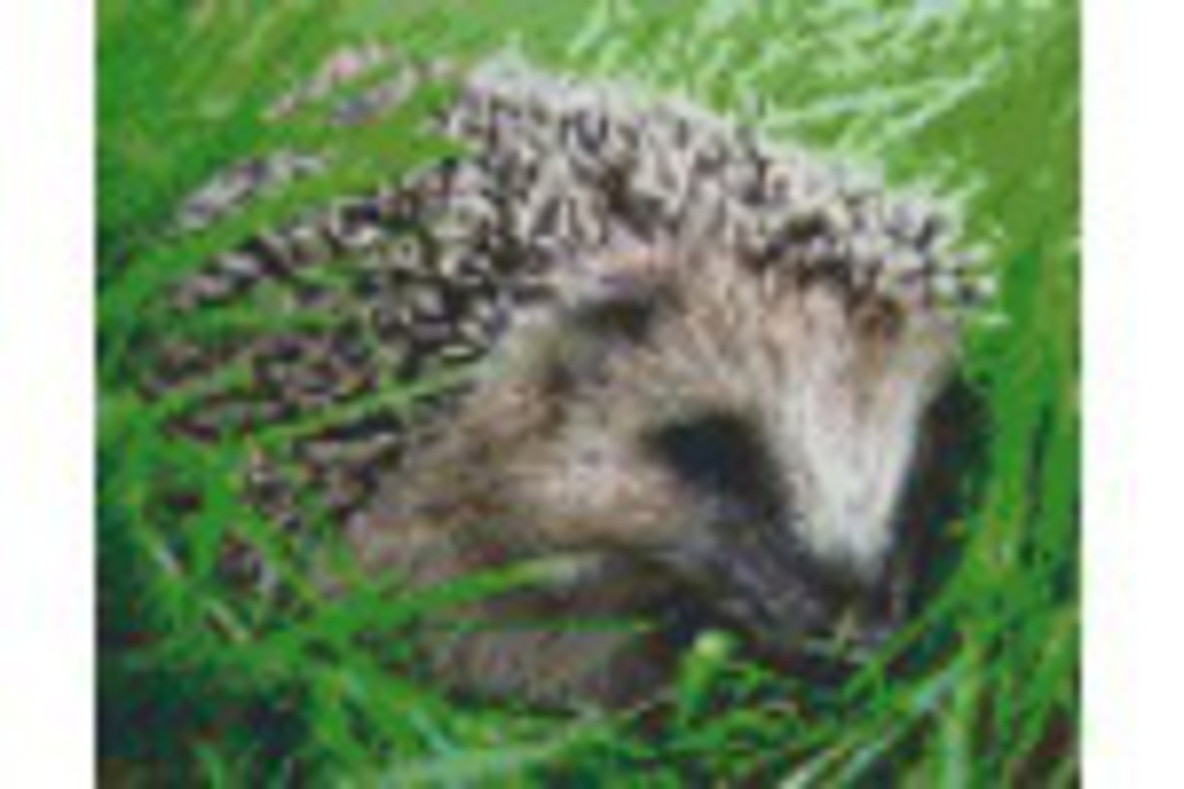 Hedgehog Four [4] Baseplate PixelHobby Mini-mosaic Art Kit image 0